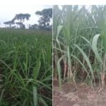 WhatsApp Image 2026-01-17 at 09.51.19