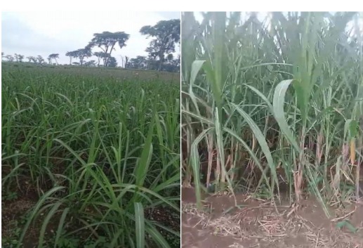 WhatsApp Image 2026-01-17 at 09.51.19